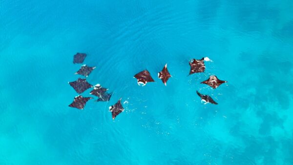 Penelitian Terbaru Ungkap Pola Pergerakan Pari Manta Karang di Raja Ampat