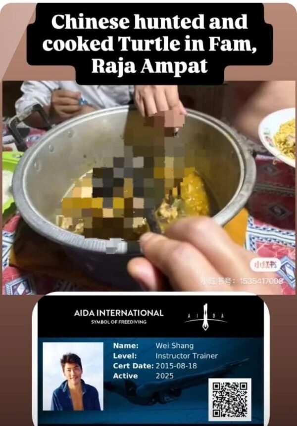 Diduga Buru Penyu Sisik hingga Mati di Raja Ampat, Wisatawan Tiongkok Dibidik Polisi