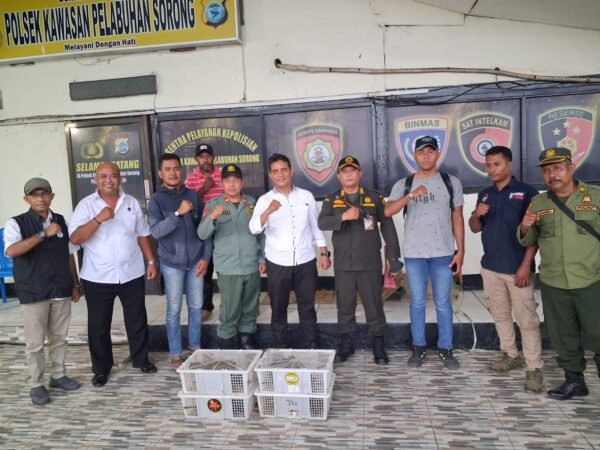 21 Ekor Nuri Hitam Ditemukan di KM Sinabung, Ditpolairud Polda PBD Selidiki Asal-Usul Satwa